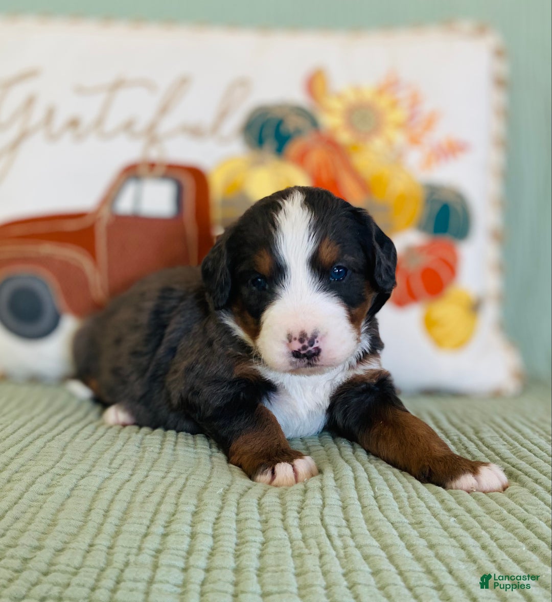 Bernedoodle dogs for sale: Princess - Ad 13