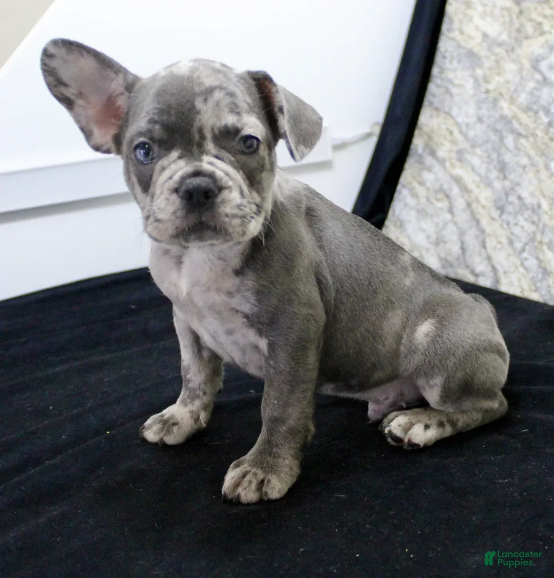 French Bulldog dogs for sale: Sawyer - Ad 2