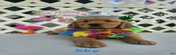 Golden Retriever dogs for sale: Sky - Ad 5