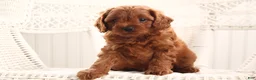 Cavapoo dogs for sale: Archer - Ad 4