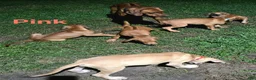 Rhodesian Ridgeback dogs for sale: Pink Girl - Ad 4