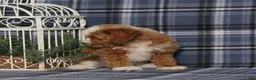 Miniature Poodle dogs for sale: Xoey (Irish Spotting) - Ad 10