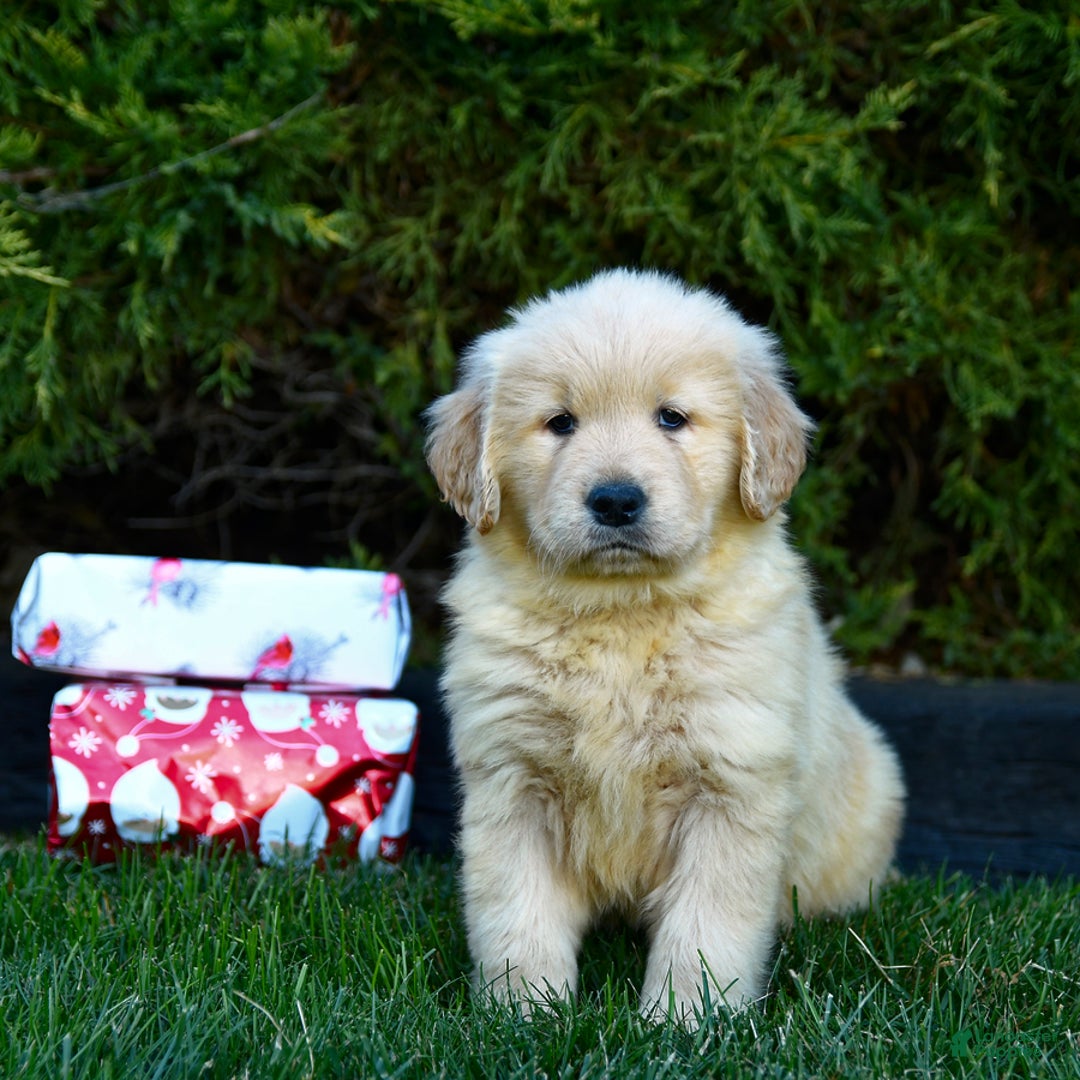 Golden Retriever dogs for sale: Everest - Ad 2