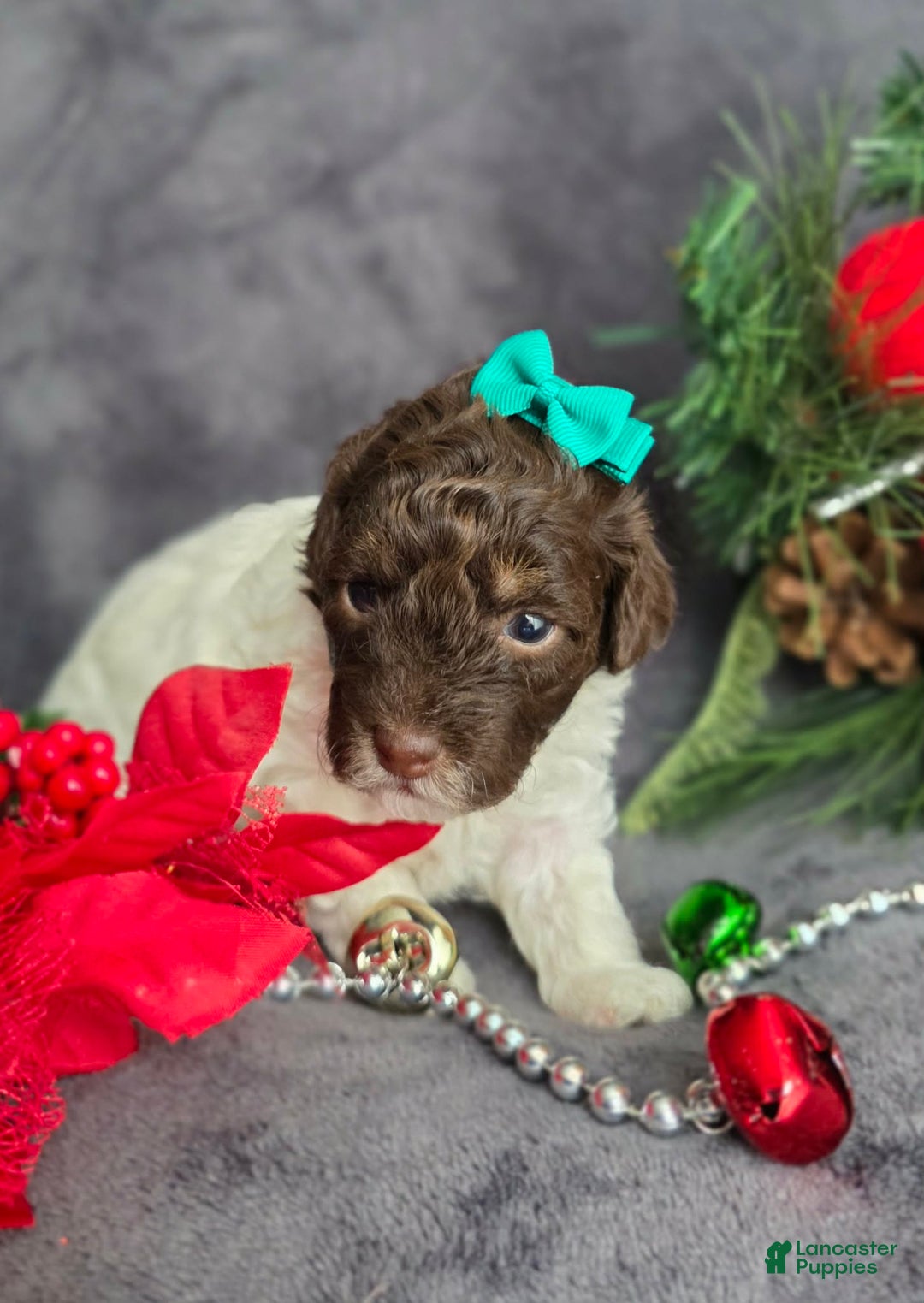 Havapoo dogs for sale: Kaya  - Ad 1