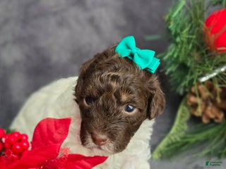 Havapoo dogs Kaya - Ad 28