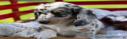 Miniature Dachshund dogs for sale: Benny - Ad 4