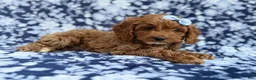 Cockapoo dogs for sale: Bella - Ad 6