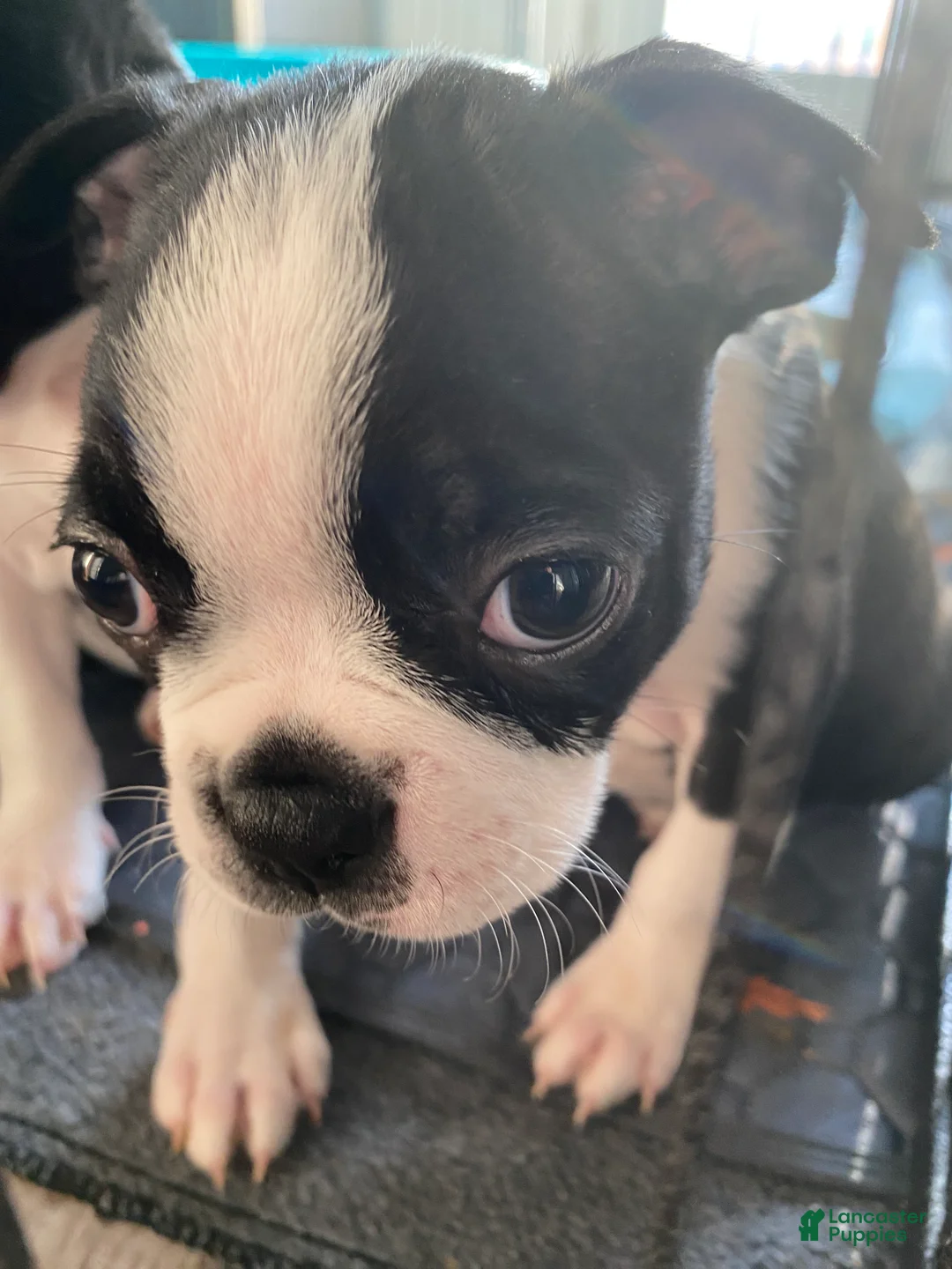 Boston Terrier dogs for sale: Gertrude - Ad 2