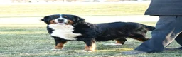 Bernedoodle dogs for sale: Melissa - Ad 11