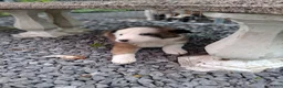 Border Collie dogs for sale: BANE - Ad 10