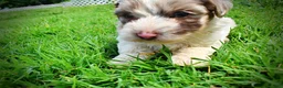 Havapoo dogs for sale: Simba - Ad 10