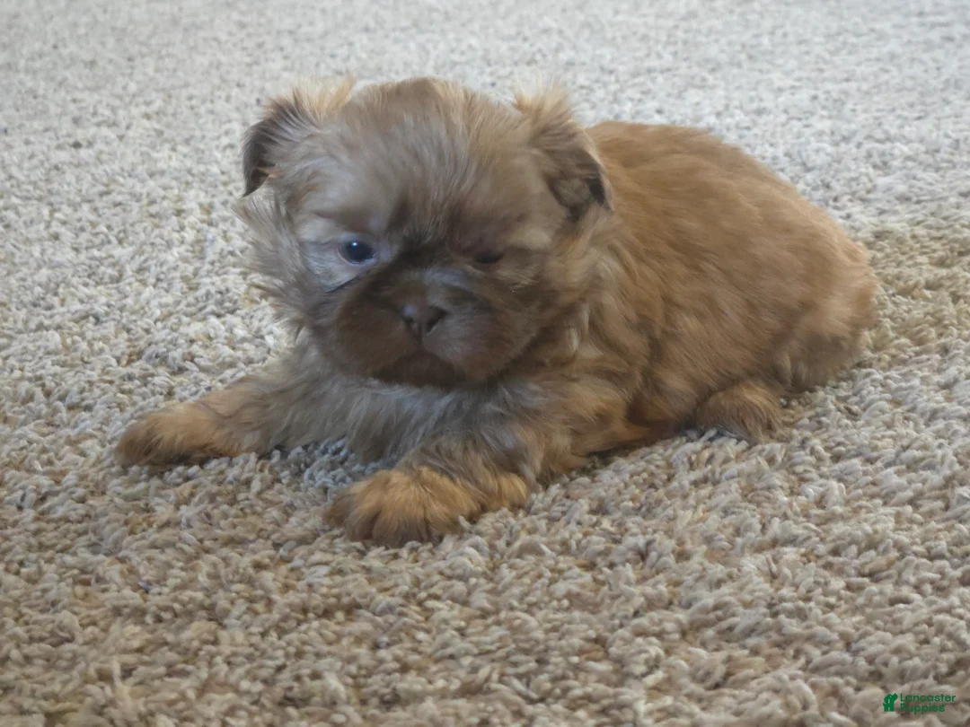 Shih Tzu dogs for sale: Pops - Ad 2