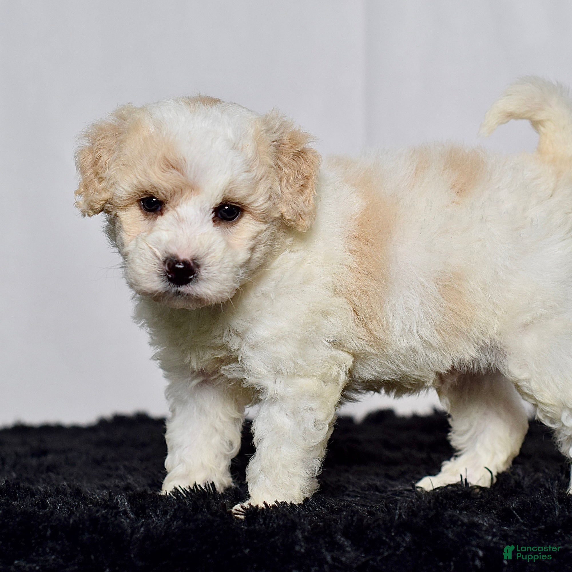 Mini Goldendoodle dogs for sale: Mr. Kaden - Ad 3