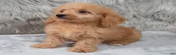Mini Goldendoodle dogs for sale: Ranger ID: 3859 - Ad 6