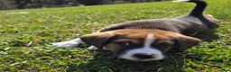 Mixed Breed dogs for sale: Mixed Breed Puppy 1 - Ad 3