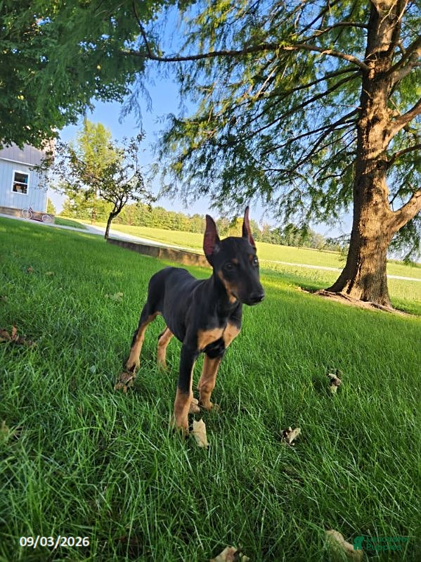 Doberman Pinscher dogs Kenzie - Ad 1