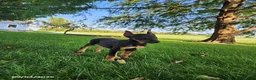 Doberman Pinscher dogs for sale: Kenzie - Ad 1