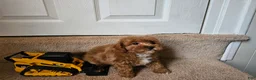 Bichpoo dogs for sale: Buster - Ad 2
