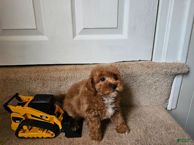 Bichpoo dogs for sale: Buster - Ad 2