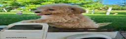 Bichpoo dogs for sale: Lincoln - Ad 6