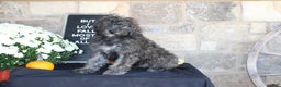 Mixed Breed dogs for sale: Sundae - Ad 4