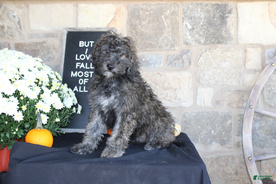 Mixed Breed dogs for sale: Sundae - Ad 4