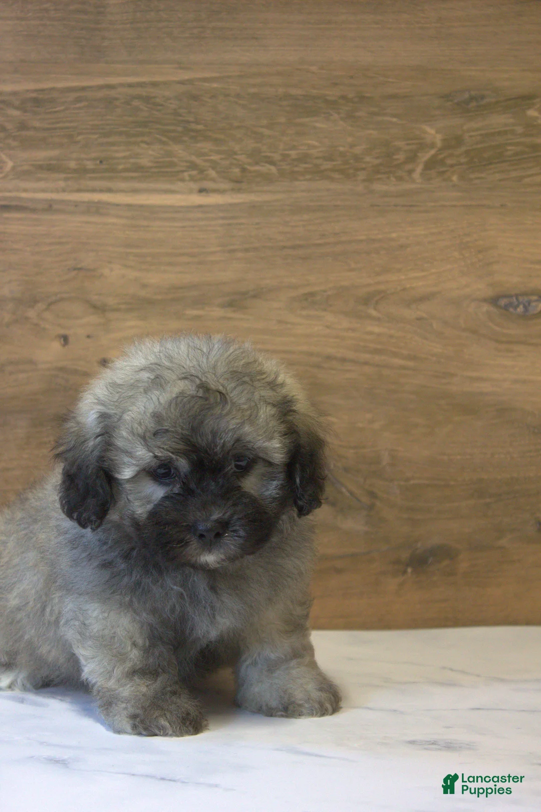 Teddy Bear dogs for sale: Remy  - Ad 1