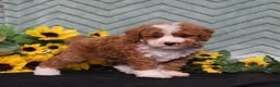 Miniature Poodle dogs for sale: Yessica - Ad 3