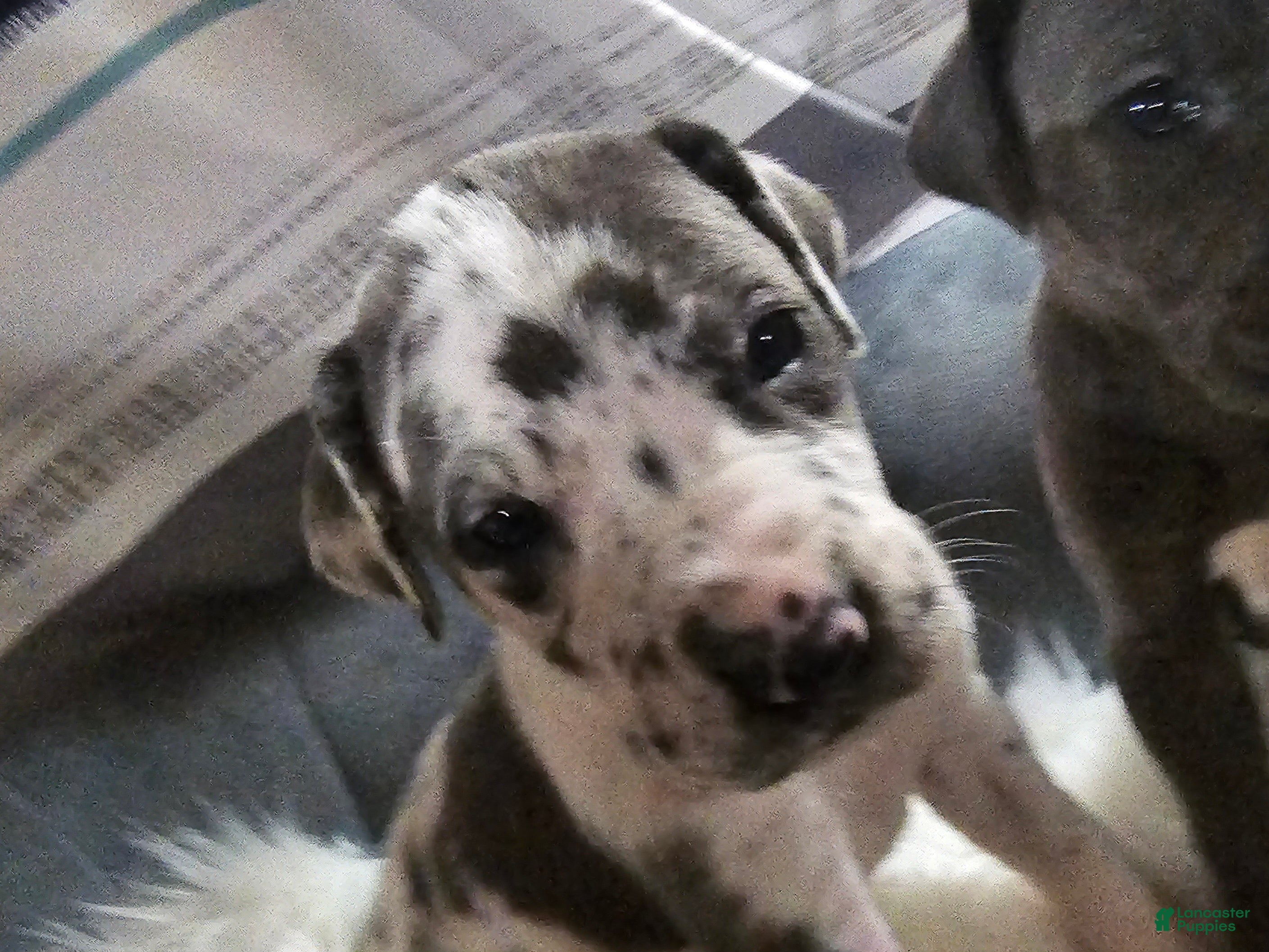Great Dane dogs Blue Harlequin - Ad 1