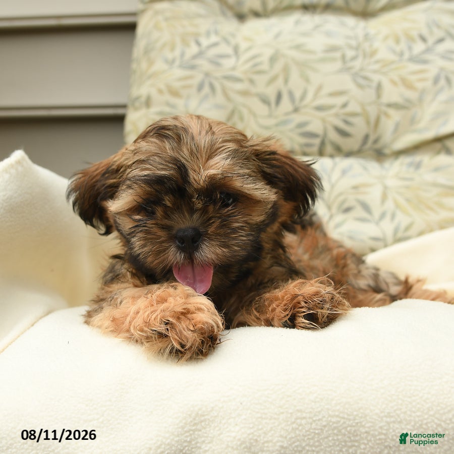 Shih Tzu dogs Harrison - Ad 2