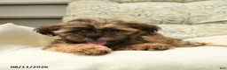 Shih Tzu dogs for sale: Harrison - Ad 2