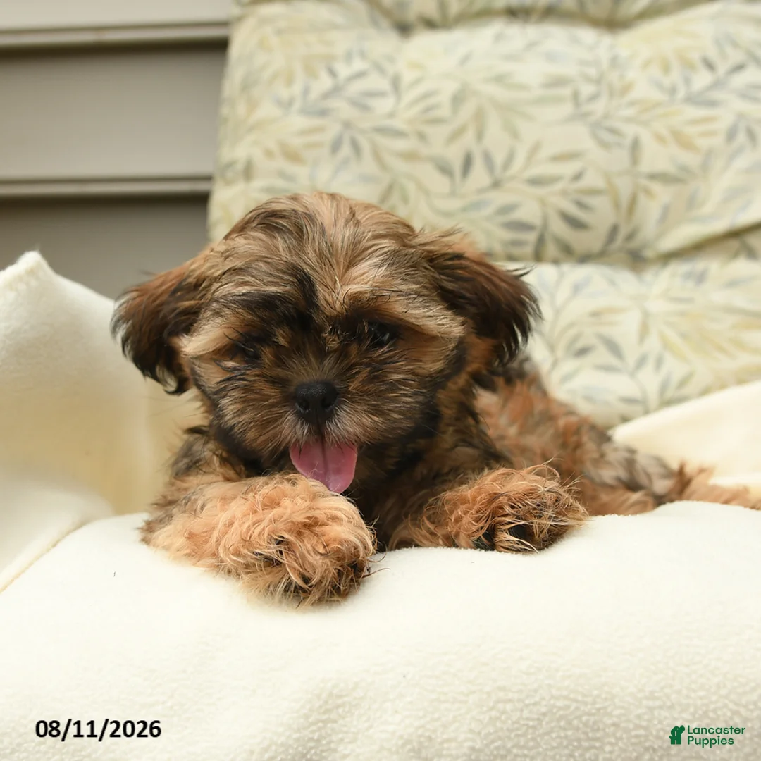Shih Tzu dogs for sale: Harrison - Ad 2