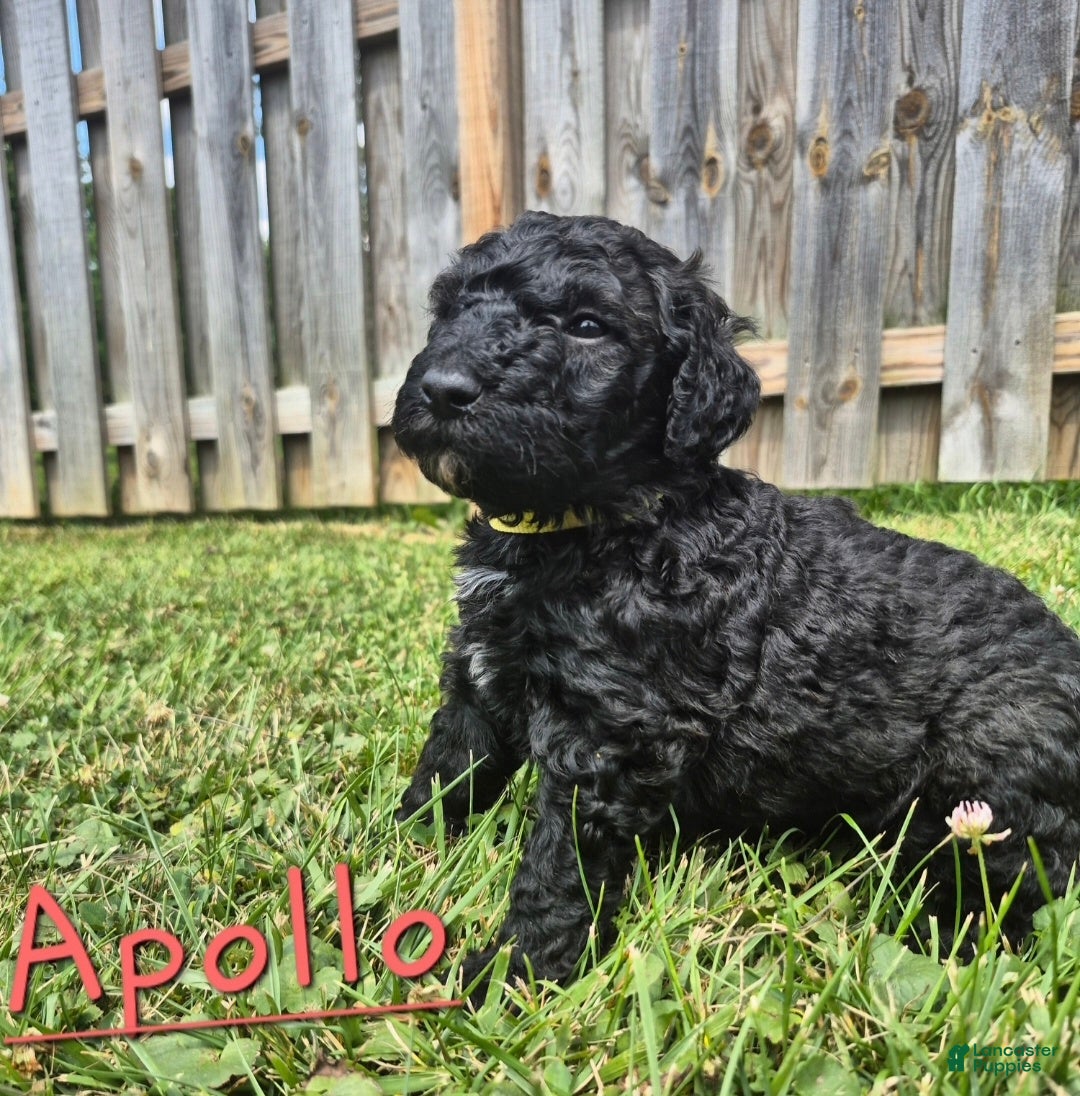 Mini Sheepadoodle dogs Apollo - Ad 1