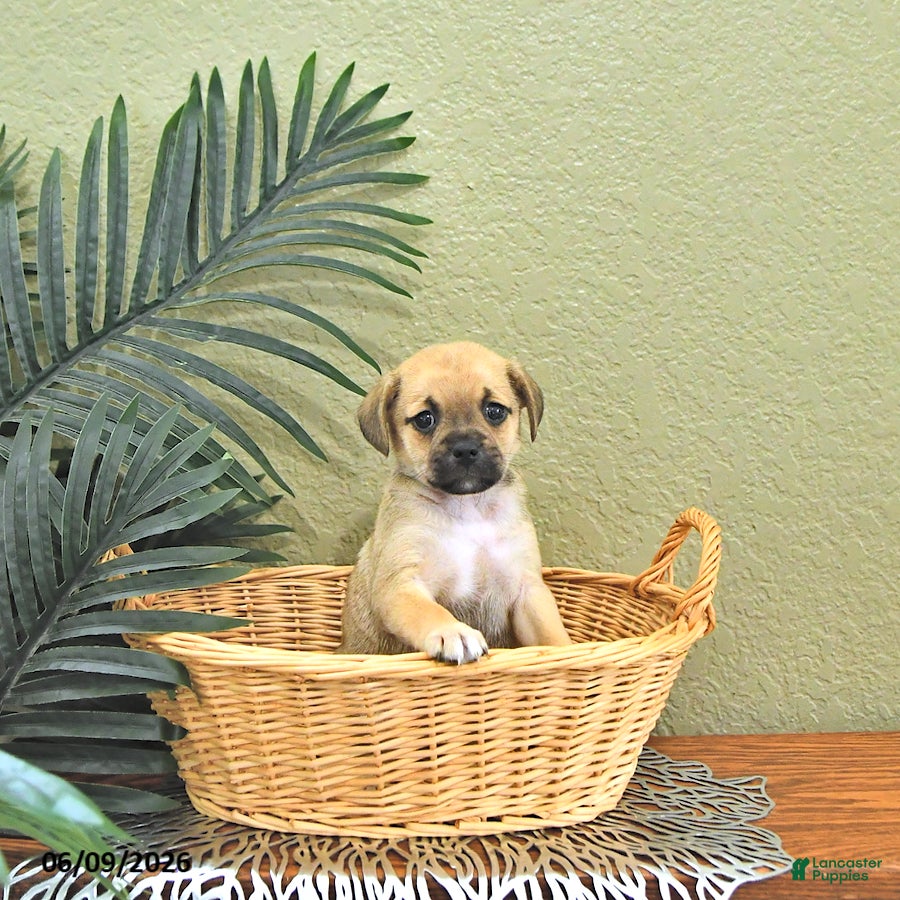 Mixed Breed dogs Cookie - Ad 2