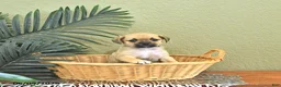 Mixed Breed dogs for sale: Cookie - Ad 2