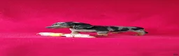 Miniature Dachshund dogs for sale: Delores - Ad 3