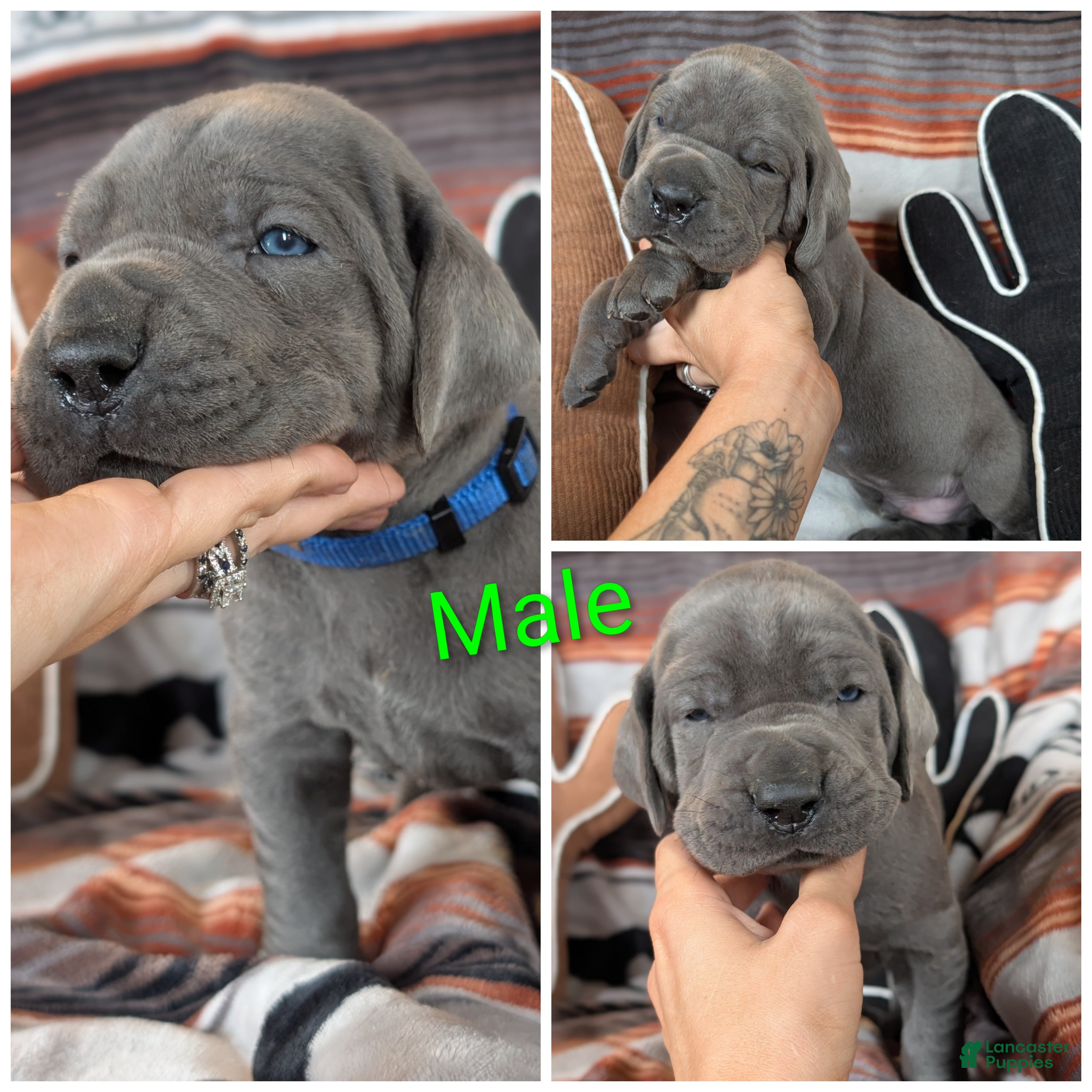 Great Dane dogs Tank  - Ad 26