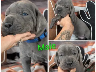 Great Dane dogs Tank - Ad 26