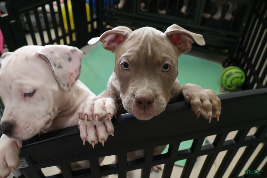 Fawn Tri Color Blue Pit Tan Bully Puppy Blue Tri Color Pitbull