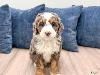 Mini Bernedoodle dogs - Ad 41