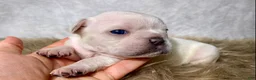 Frenchton dogs for sale: Mr. Archie - Ad 8