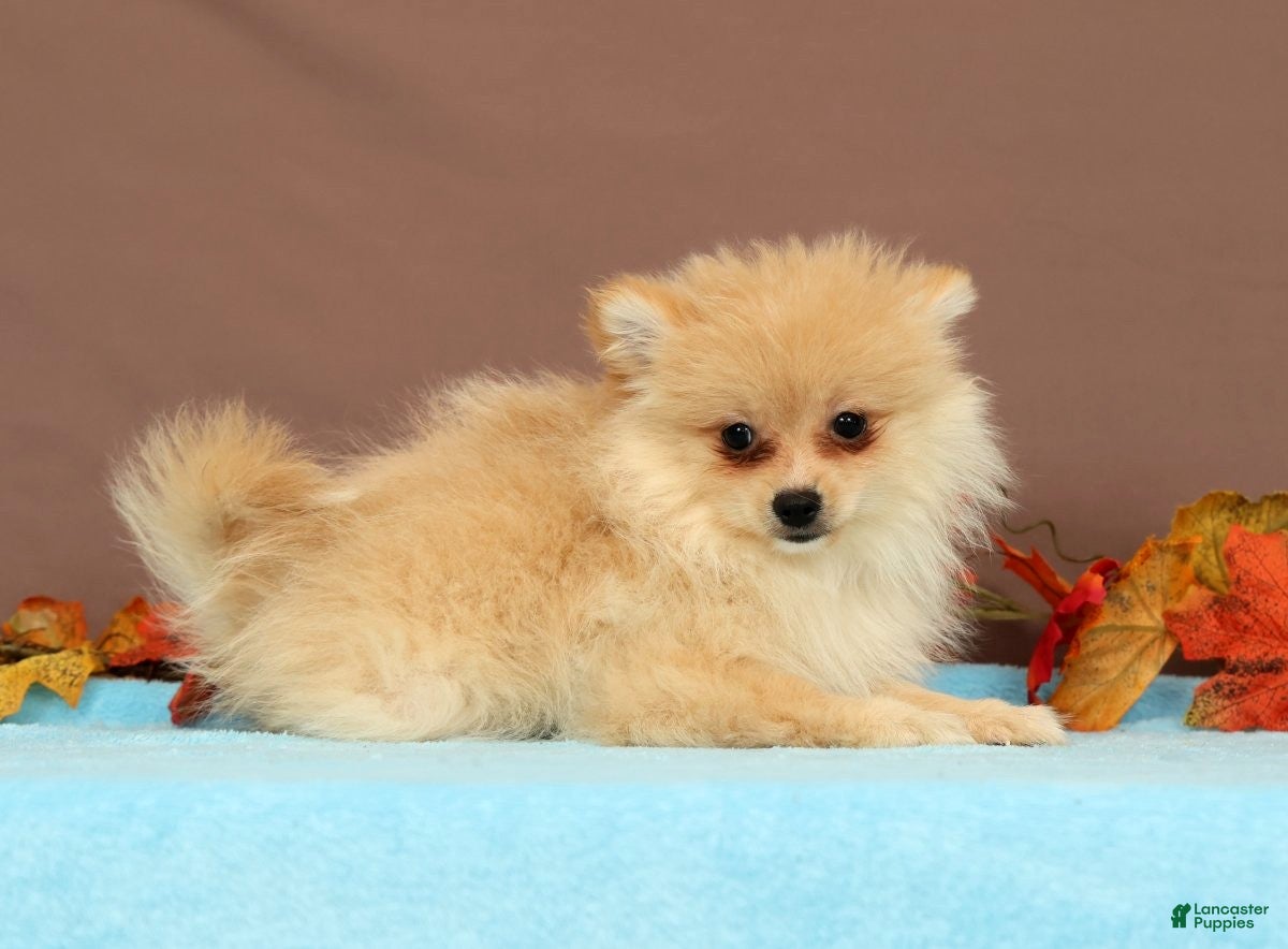 Pomeranian dogs Butterscotch - Ad 1