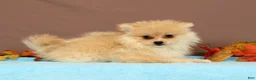 Pomeranian dogs for sale: Butterscotch - Ad 1