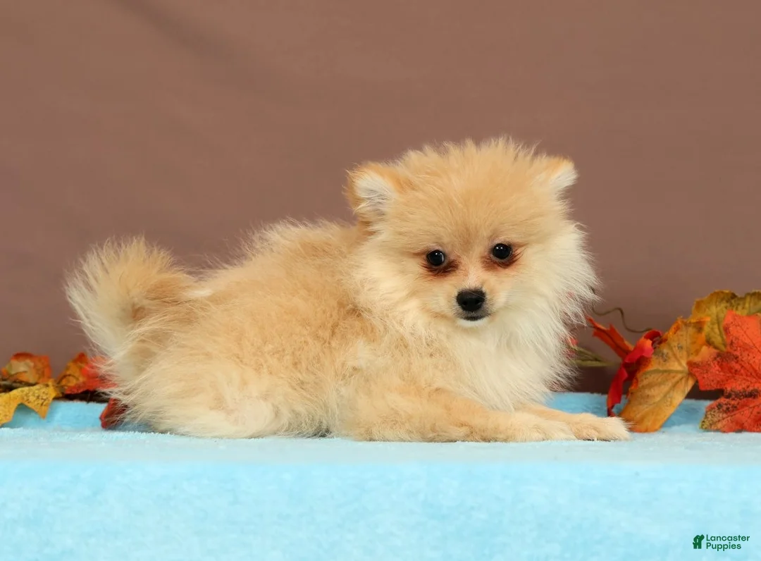 Pomeranian dogs for sale: Butterscotch - Ad 1