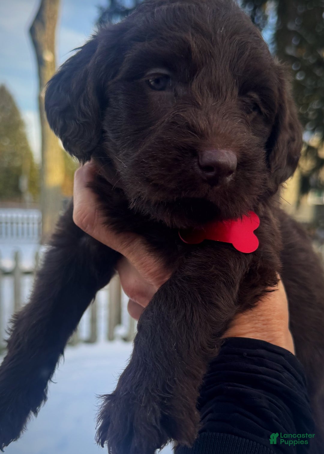 Labradoodle dogs for sale: Labradoodle Puppy 1 - Ad 16