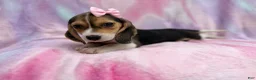 Beagle dogs for sale: Piglet - Ad 5