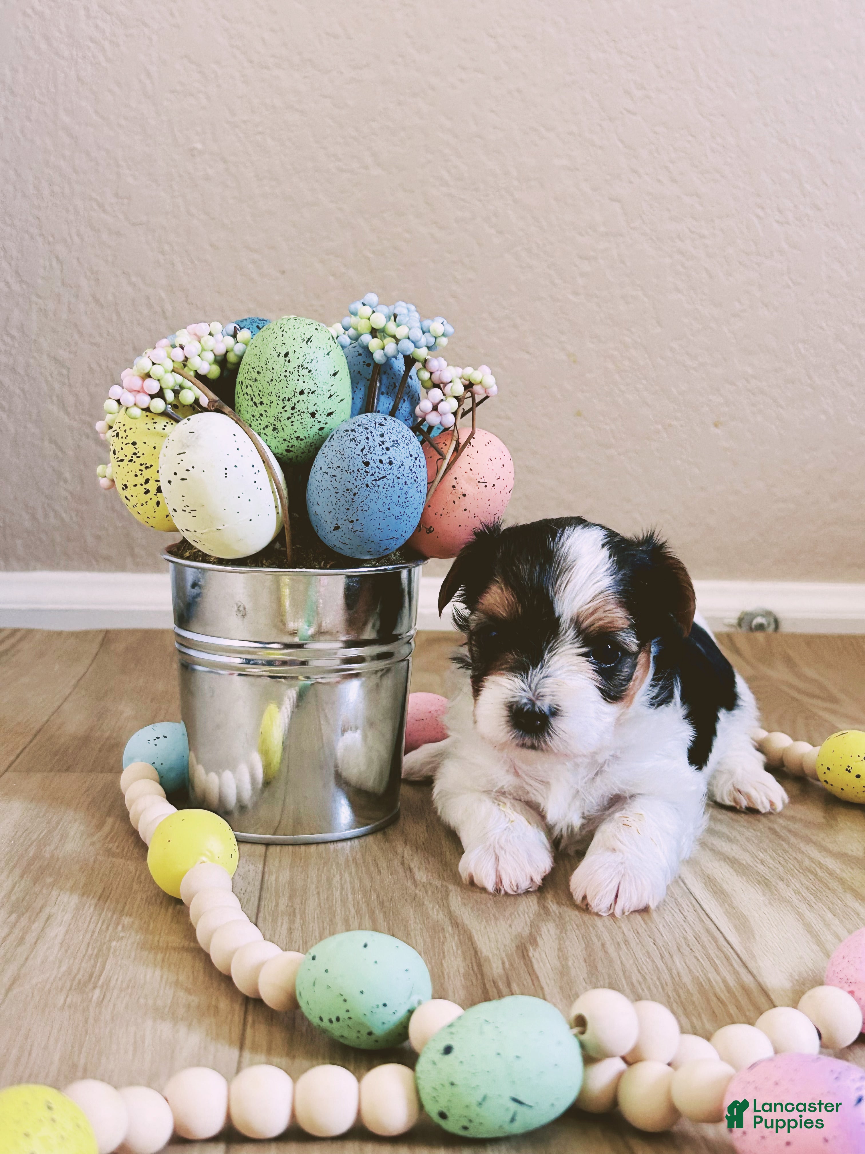 Biewer Terrier dogs Biewer Terrier Puppy 3 - Ad 1