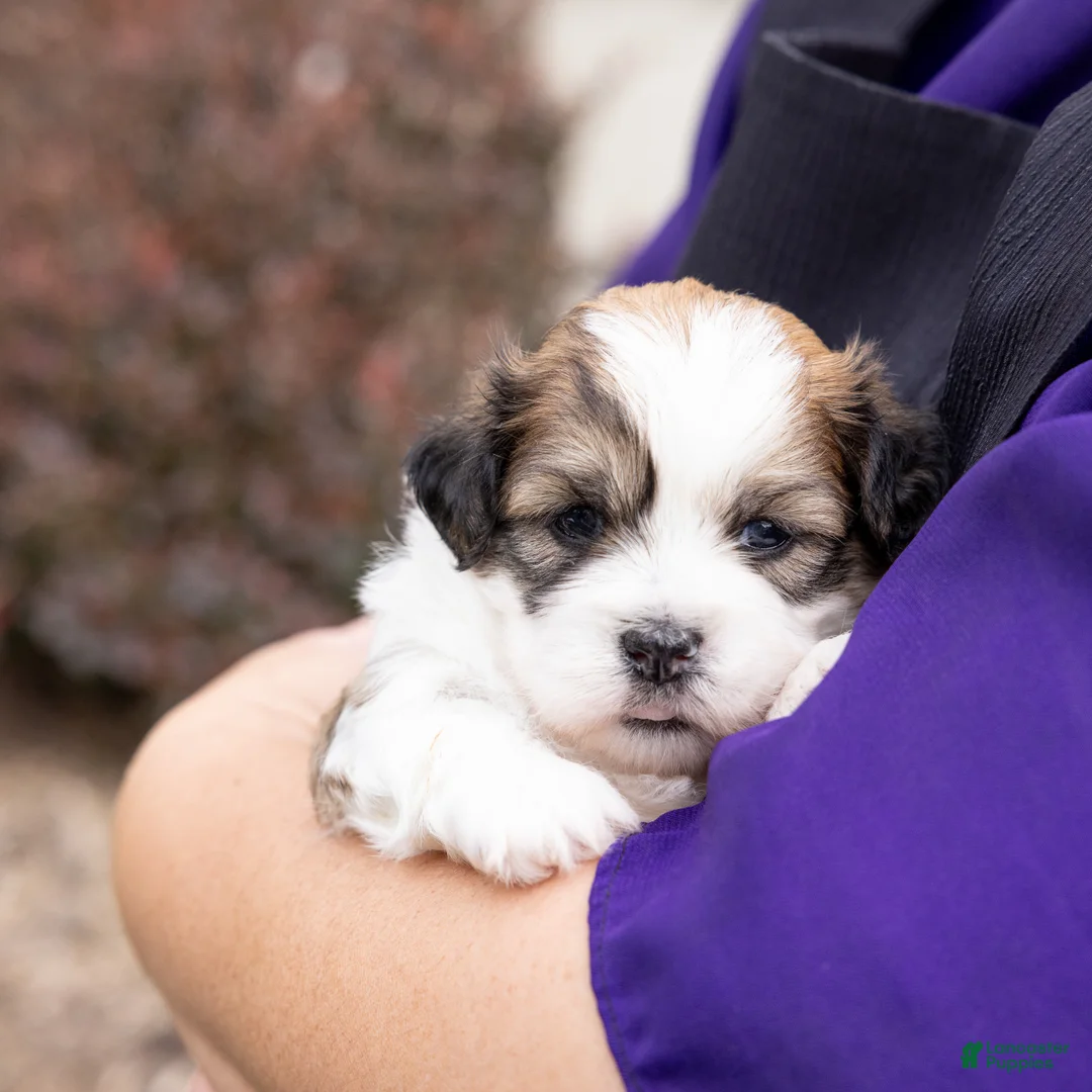 Teddy Bear dogs for sale: Nutmeg - Ad 2