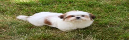 Shih Tzu dogs for sale: Freckles  - Ad 4