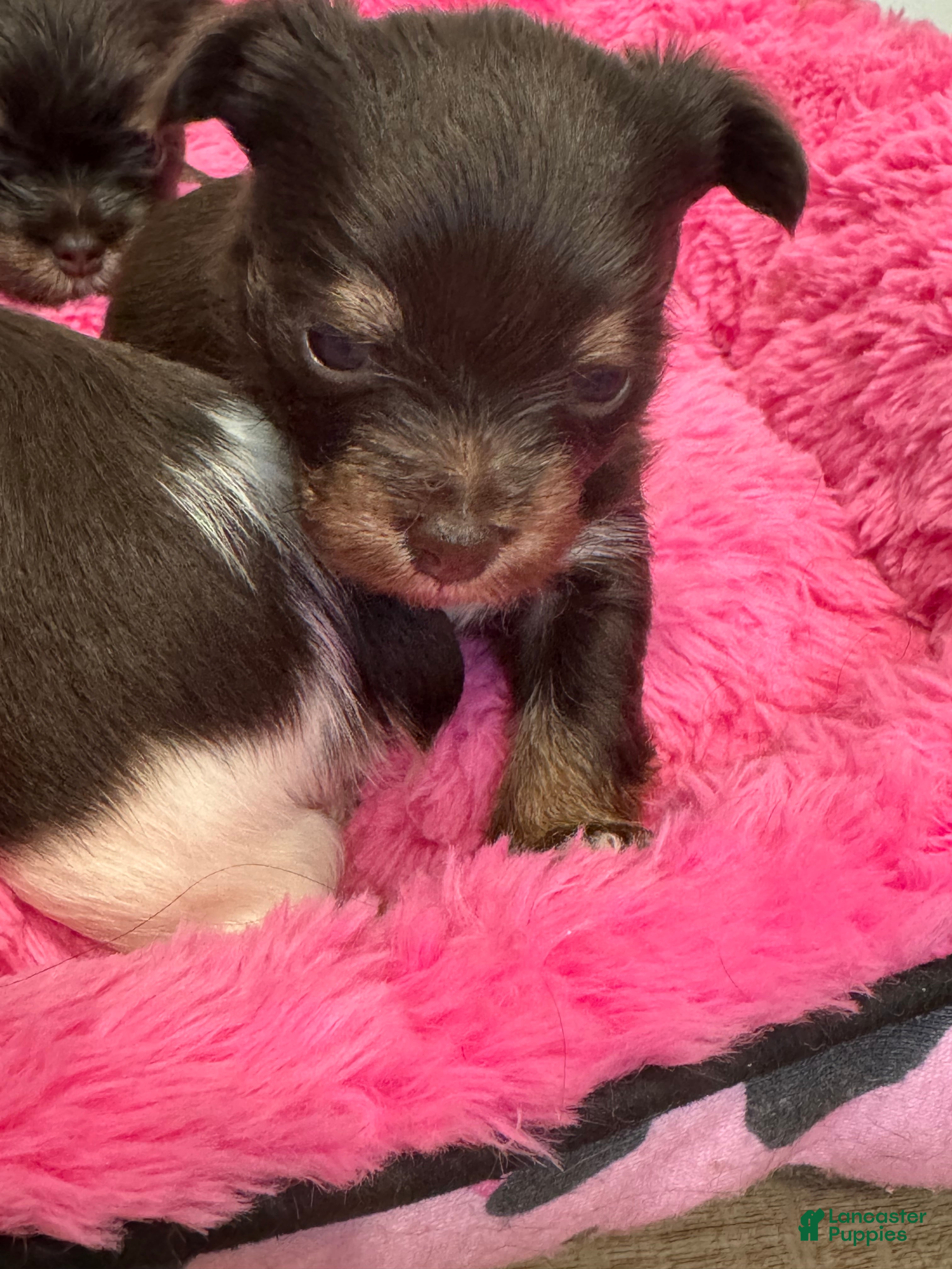 Yorkshire Terrier dogs Yorkshire Terrier 4 - Ad 2